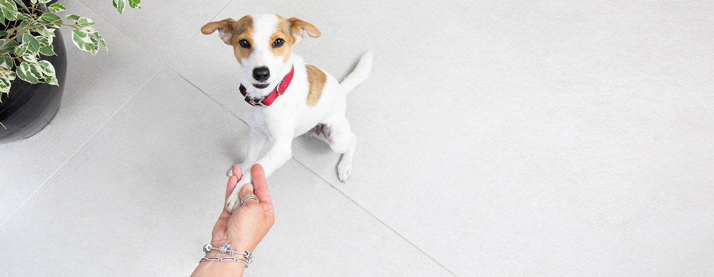 Puppy tricks best sale